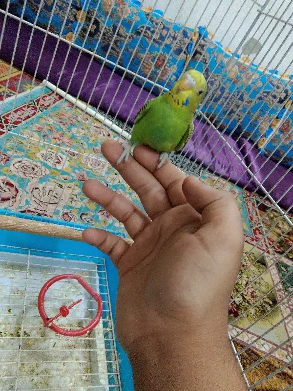 تو عدد مرغ عشق رام ۶۰۰تومان|پرنده|چابهار, |دیوار