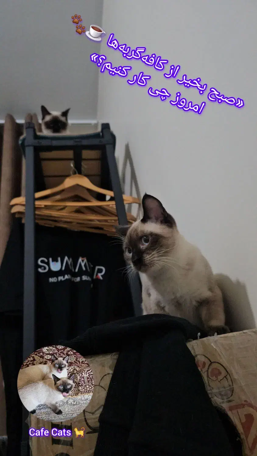 تنوع در طرح و رنگ‌رگال و کمدهای اروپایی|جاکفشی، کمد، دراور|کرج, مصباح|دیوار