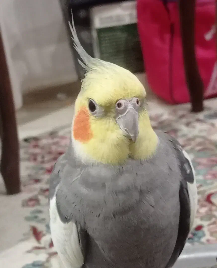 عروس هلندی گم شده|حیوانات|سبزوار, کاشفی شمالی (دادگستری)|دیوار