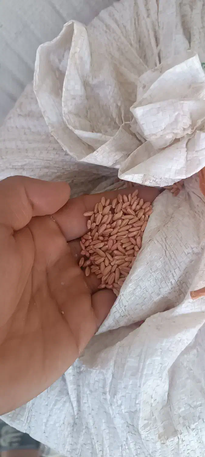 بذر گندم دیمی  بوجاری شده برا امسال|عمدهفروشی|بزینه رود, |دیوار