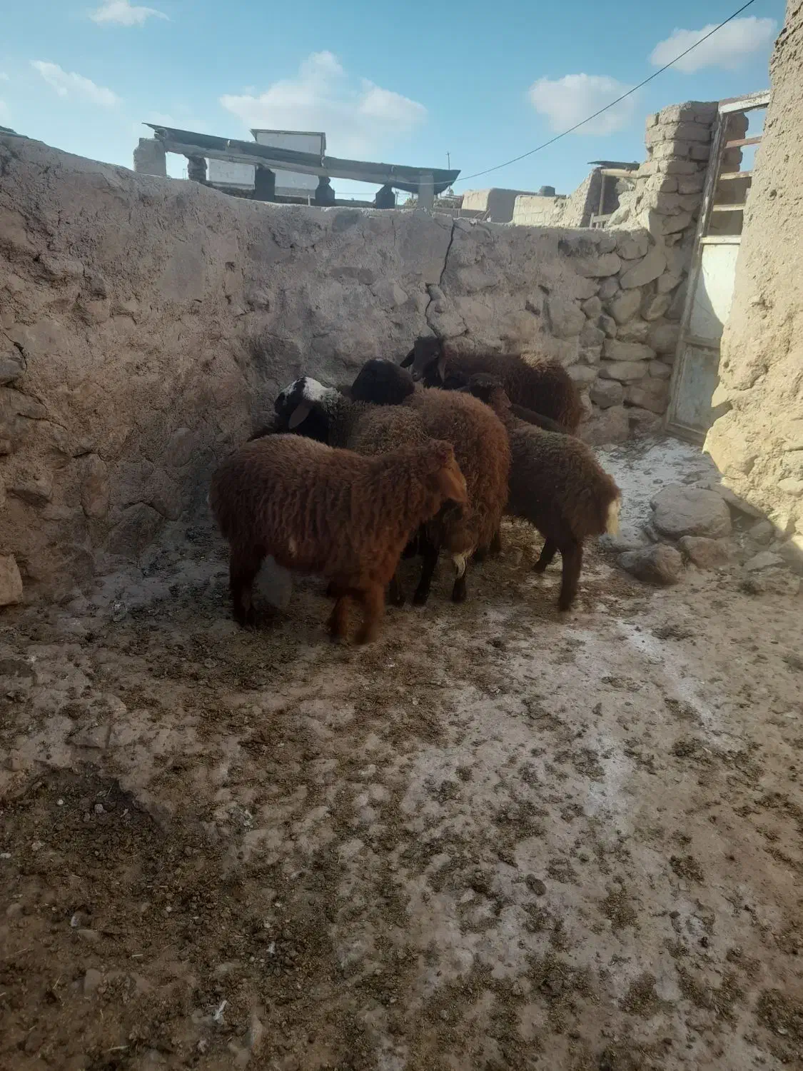 بره نر ریز|حیوانات مزرعه|نیشابور, مازول|دیوار