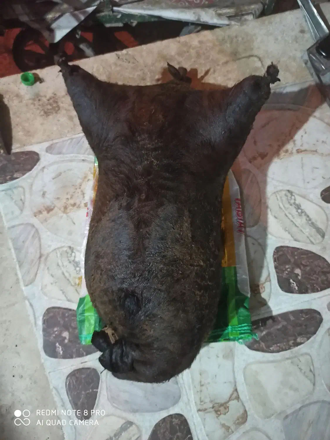 هیزه|کلکسیون و سرگرمی|کوهدشت, |دیوار