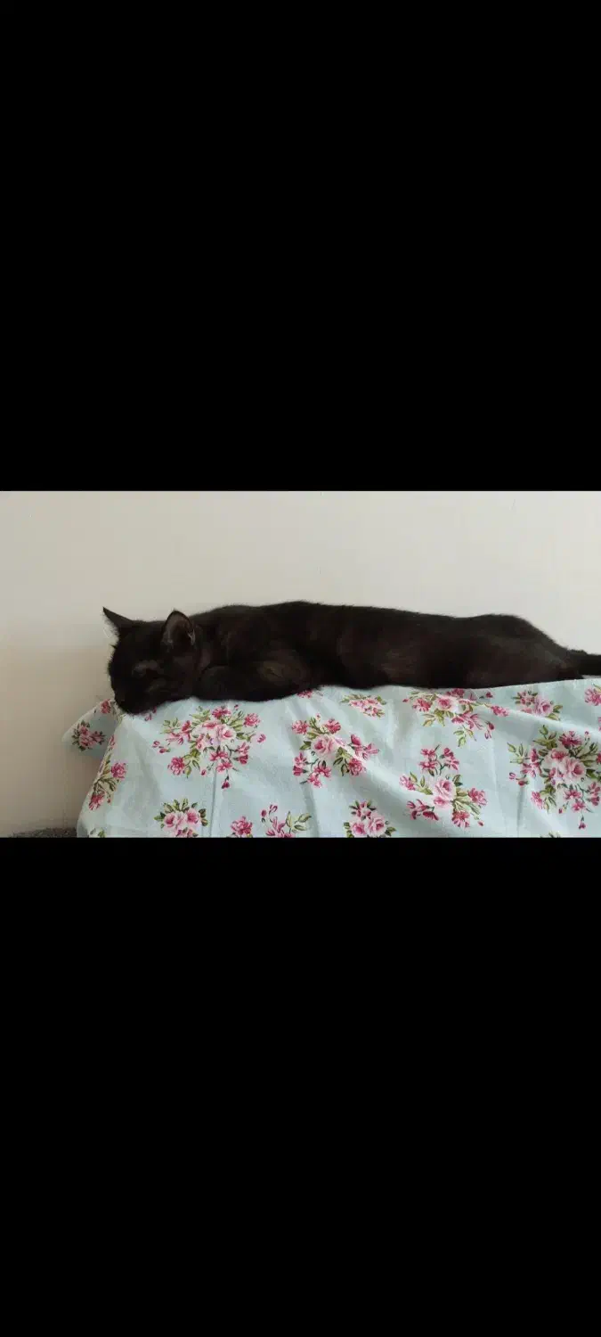 گربه نر گمشده شده مهر 1403|گربه|بجنورد, |دیوار