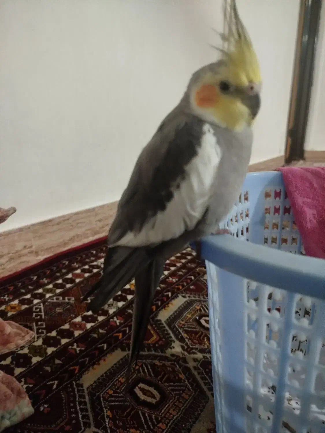 عروس هلندی|پرنده|کلاله, |دیوار