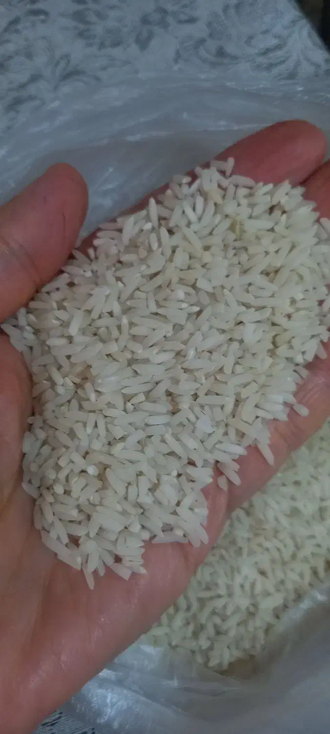 لاشه و نیم دانه برنج هاشمی سورتینگ زده|خوردنی و آشامیدنی|بندر انزلی, طالب آباد|دیوار