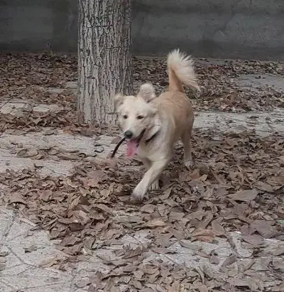 واگذاری سگ|سگ|نیشابور, شهرک رسولی|دیوار