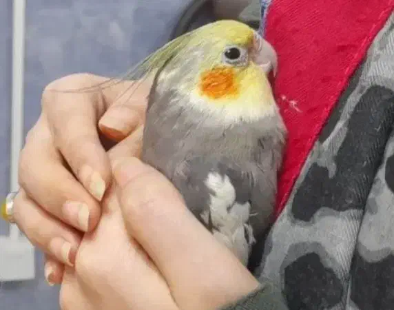 دامپزشکی منشی|استخدام اداری و مدیریت|نیشابور, دارایی|دیوار