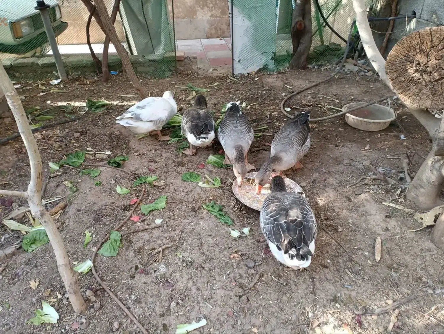 تعدادی خروس و غاز فروشی|حیوانات مزرعه|هشتگرد, شهرک بعثت|دیوار