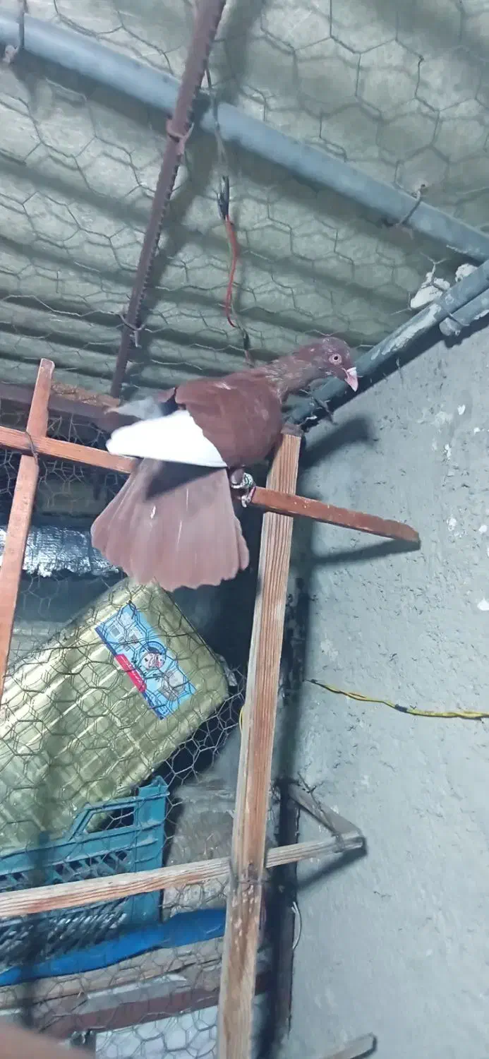 3تا کبوتر رنگی|پرنده|الوند, |دیوار