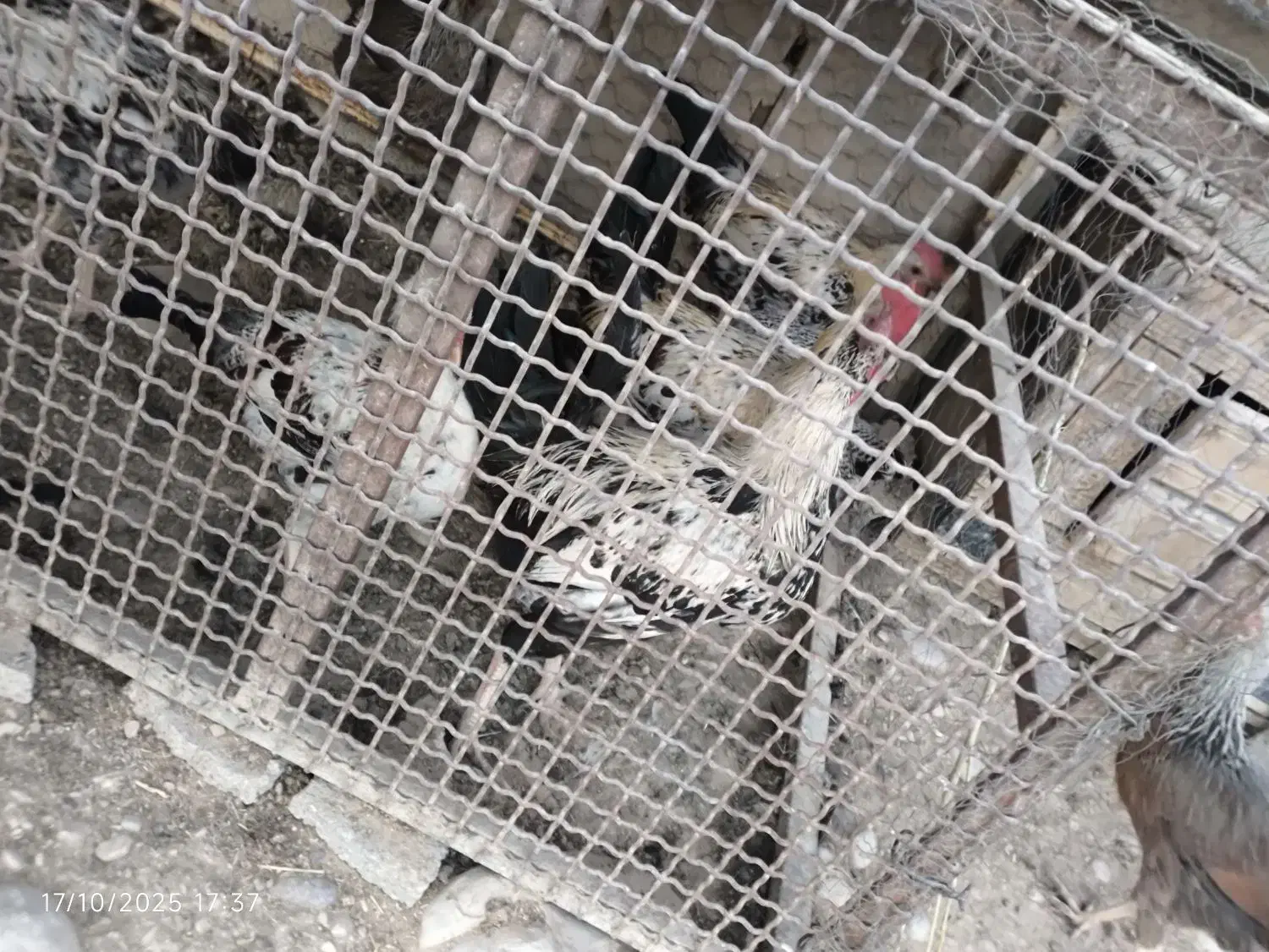 جوجه خروس محلی|حیوانات مزرعه|دشمن زیاری, |دیوار