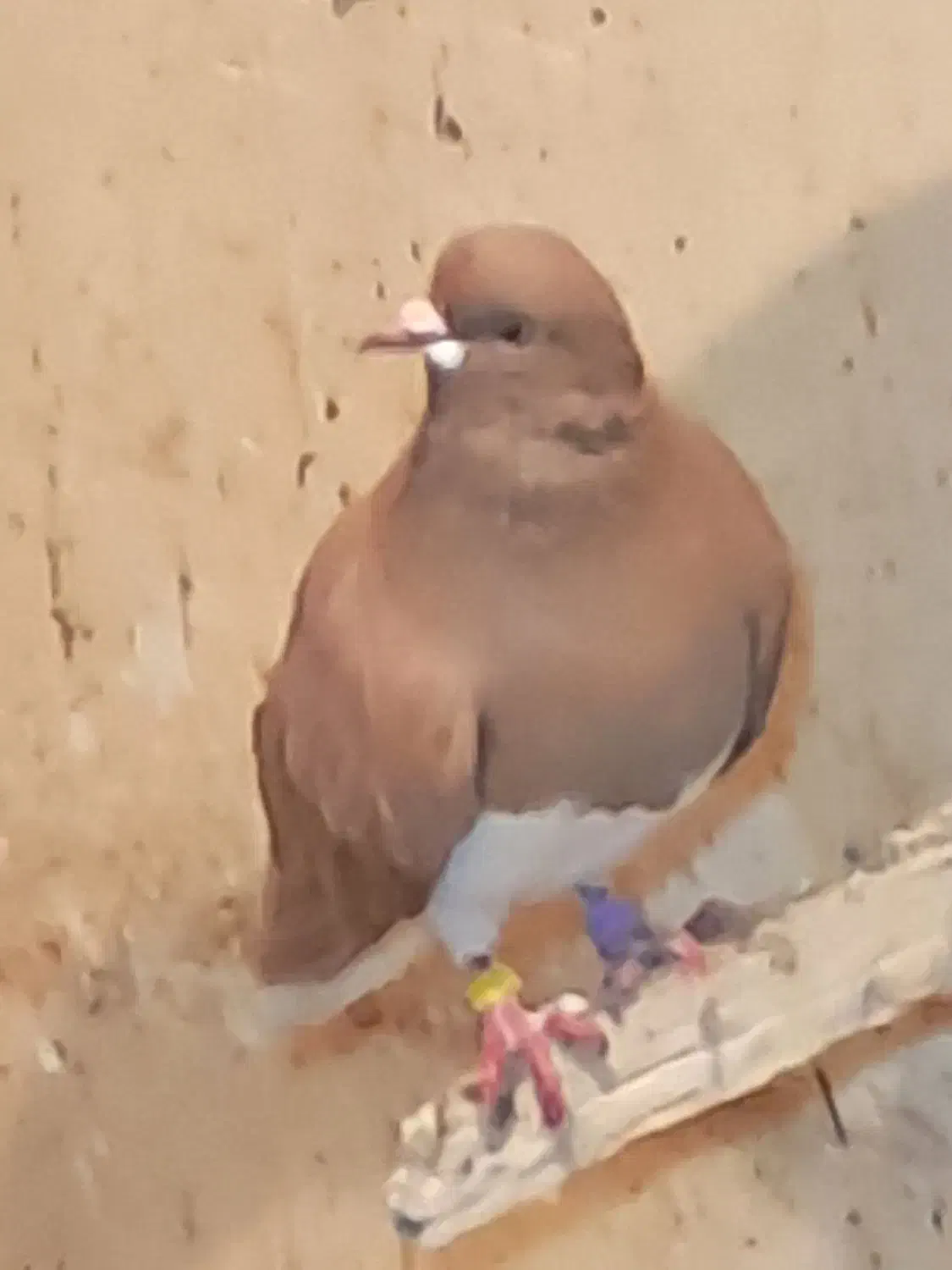 فروشی|پرنده|بوشهر, |دیوار