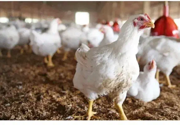 سالن مرغداری 6500 قطعه ای|فروش دفتر صنعتی، کشاورزی، تجاری|چنگ الماسی, |دیوار