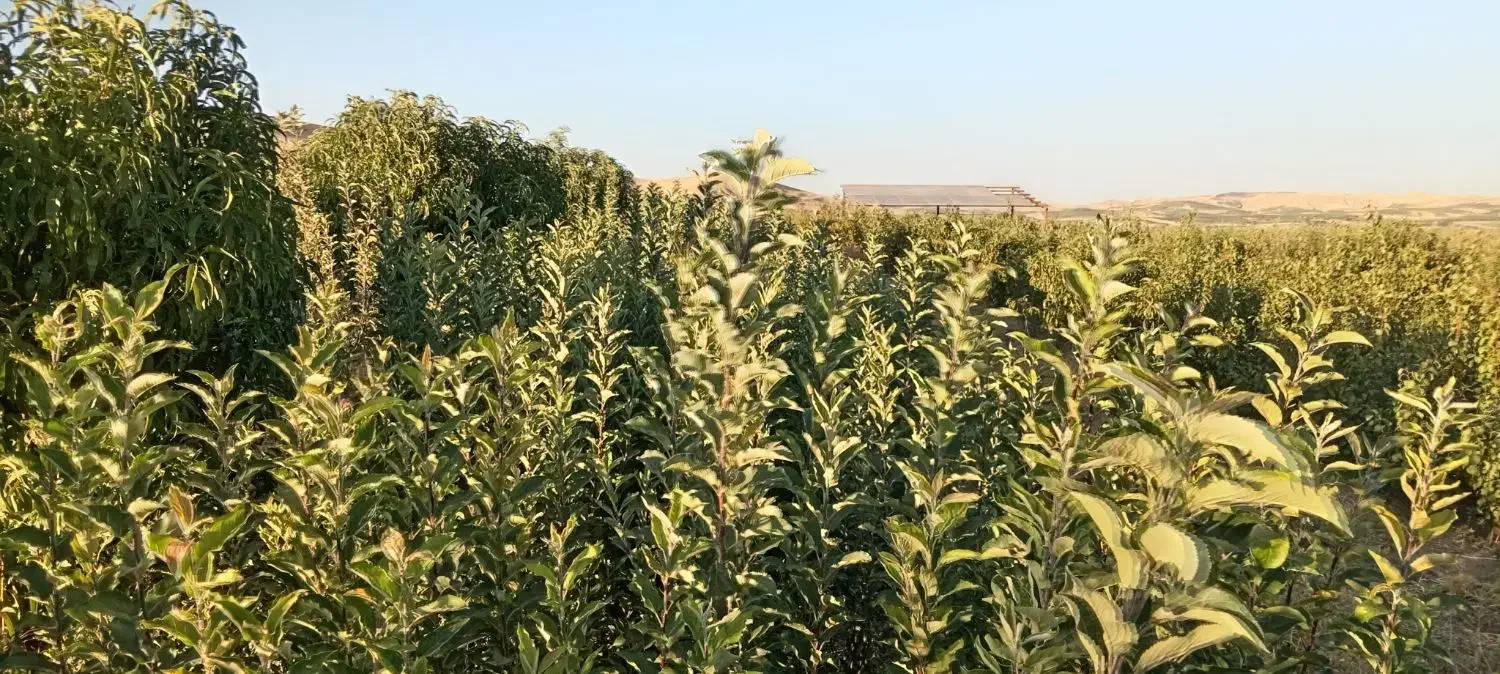 فروش نهال های اصلاح شده و پربار بصورت چک صیادی|گل و گیاه طبیعی|میاندوآب, |دیوار