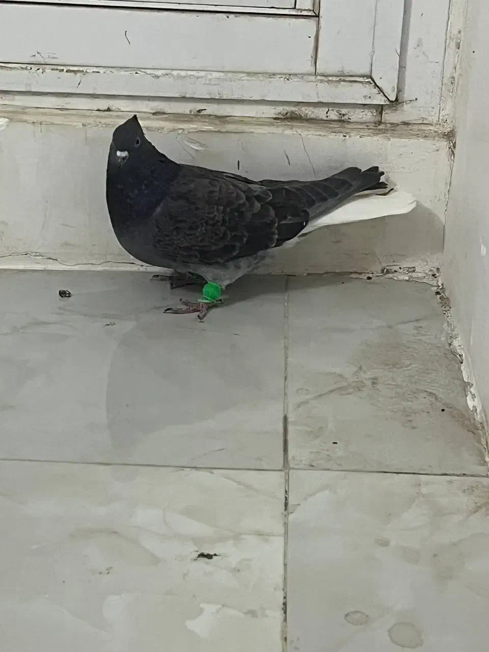 دم سفید و قره سبز آلمانی|پرنده|تربتحیدریه, کلاته توکلی|دیوار