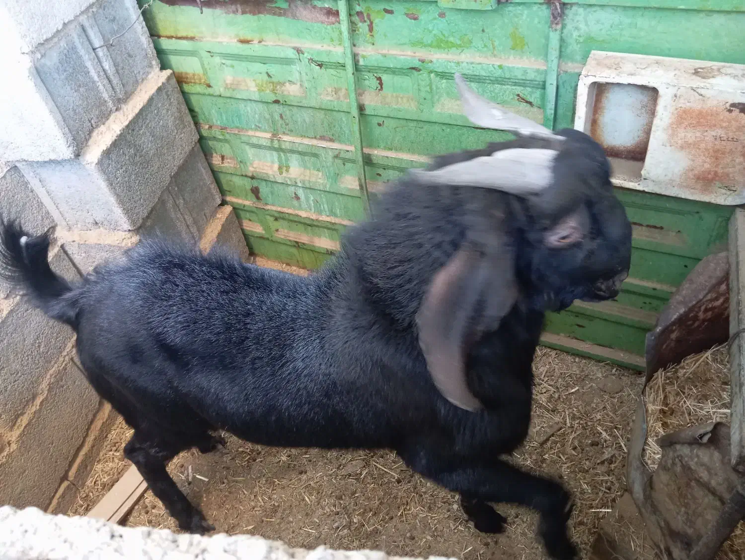 چپیش بز نر|حیوانات مزرعه|ابرکوه, |دیوار