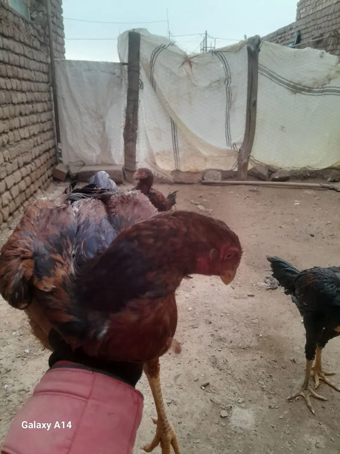 خروس لاری|حیوانات مزرعه|خوشاب, |دیوار