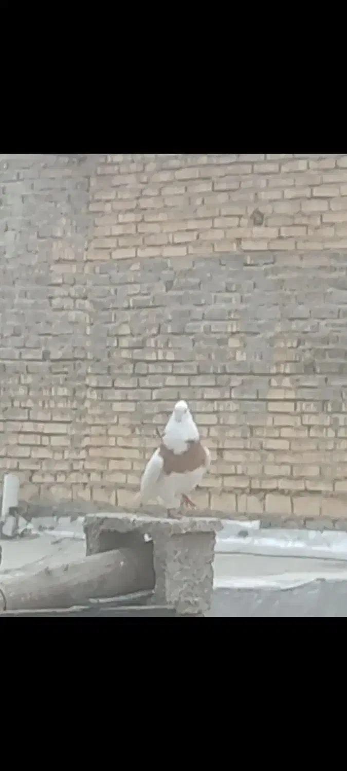 پرنده|پرنده|شادگان, |دیوار