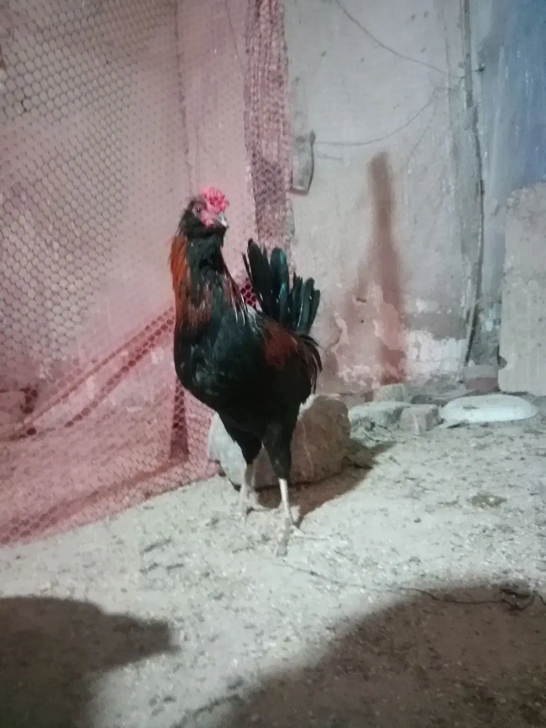 خروس گلین و برهما|حیوانات مزرعه|یزدان شهر, |دیوار