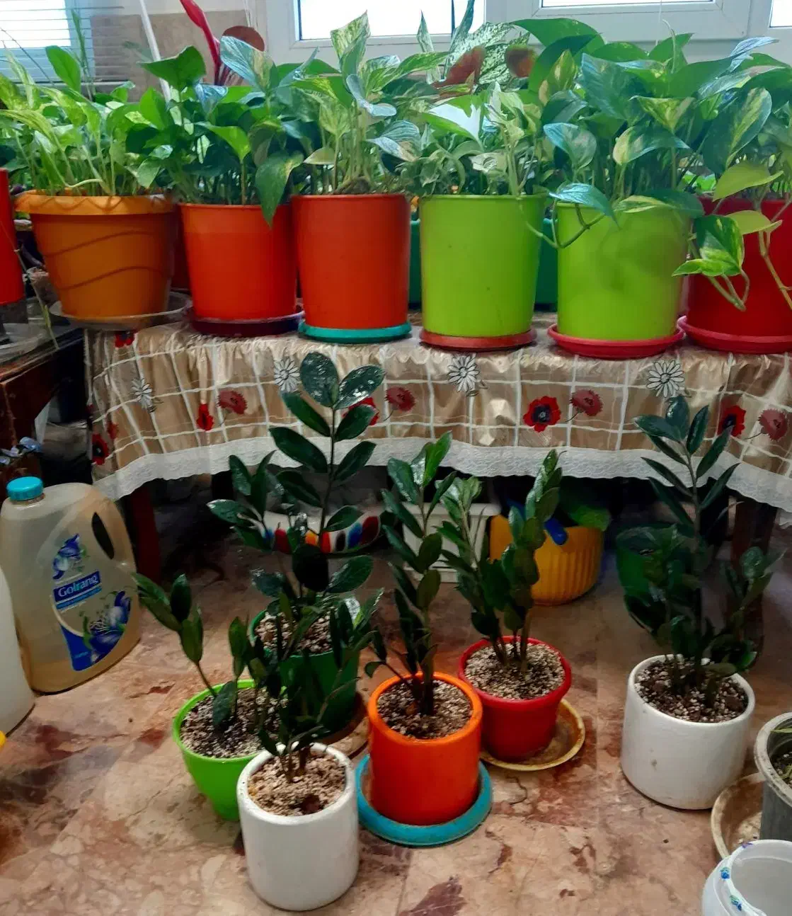 زامفولیا|گل و گیاه طبیعی|کرمانشاه, |دیوار