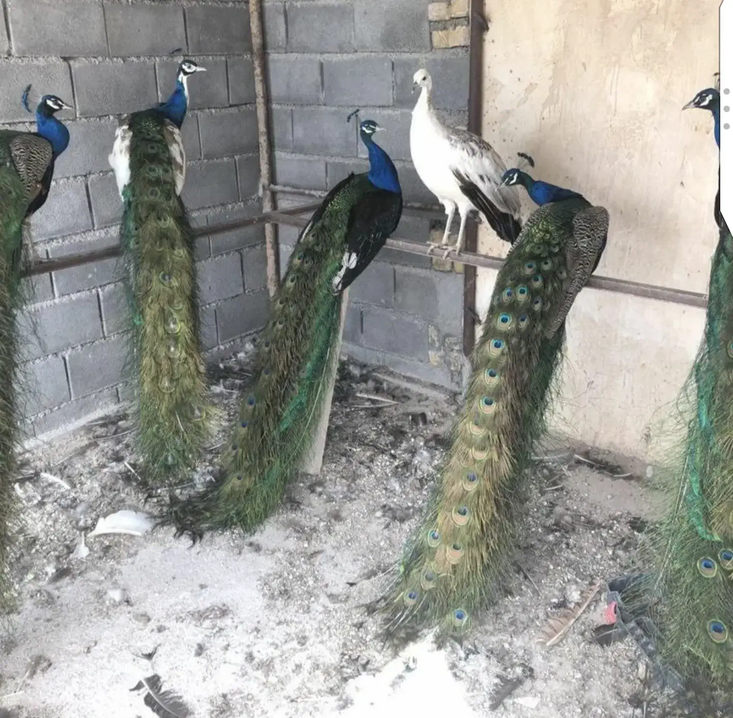 طاووس ماندارین|پرنده|کرج, کمالشهر|دیوار