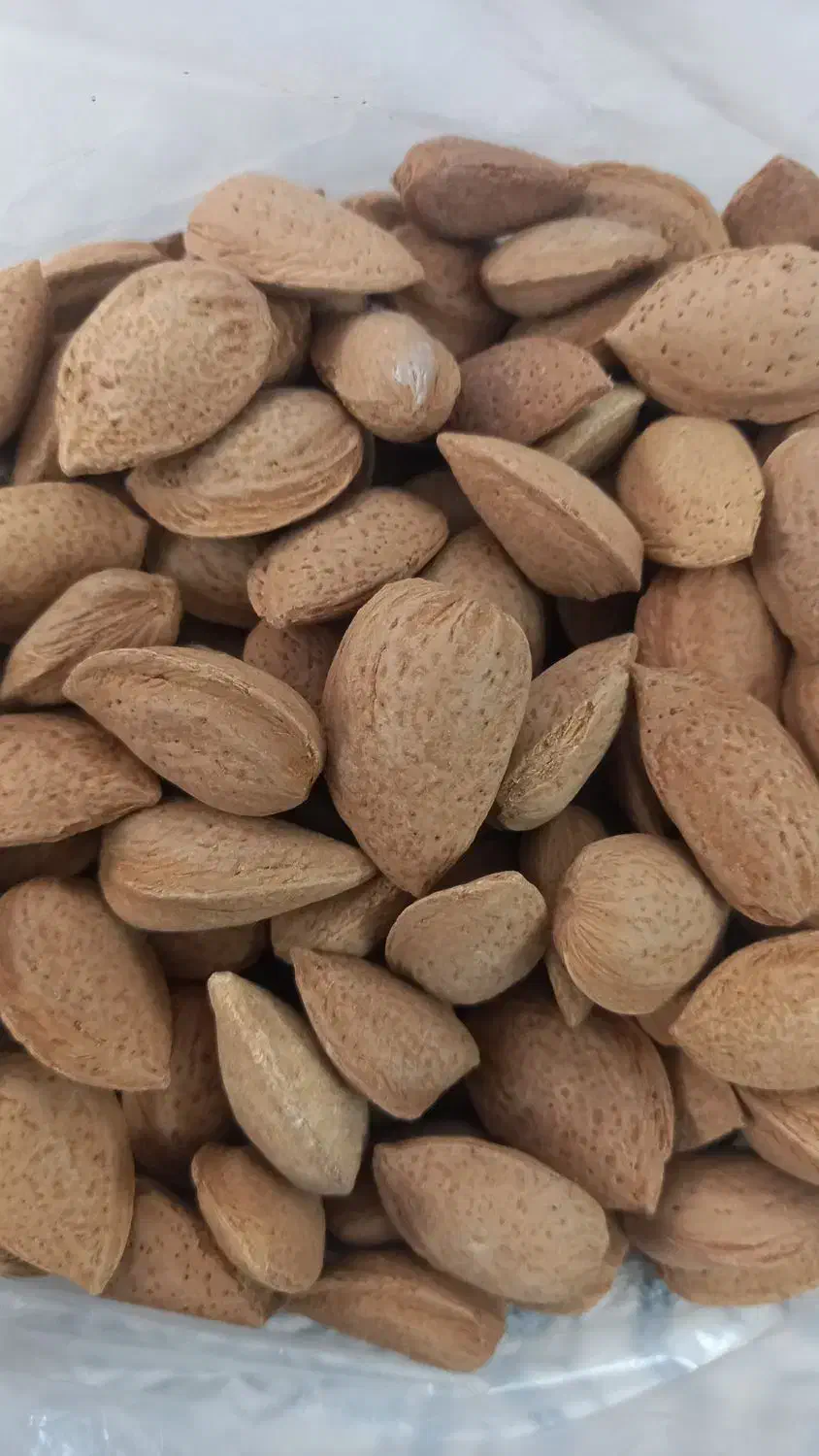 یک تن بادام شاهرودی|خوردنی و آشامیدنی|قم, آذر (نکویی)|دیوار