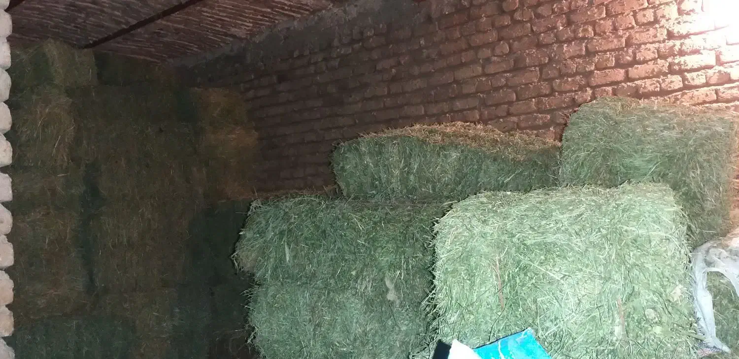 سلام پرس شبدر و یونجه|خدمات باغبانی و درختکاری|بروجرد, |دیوار