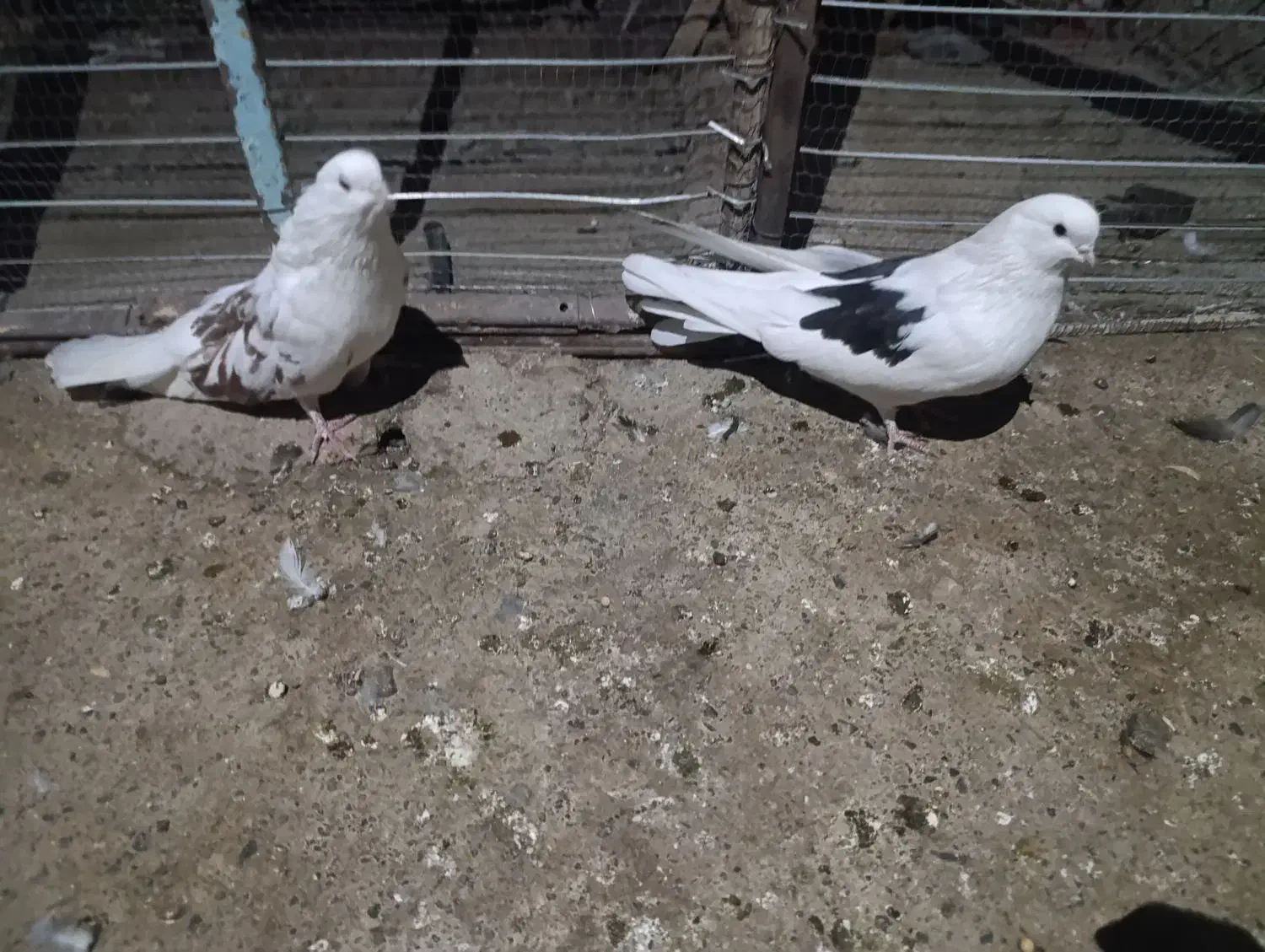 کبوتر پشت دار|پرنده|جیرفت, |دیوار