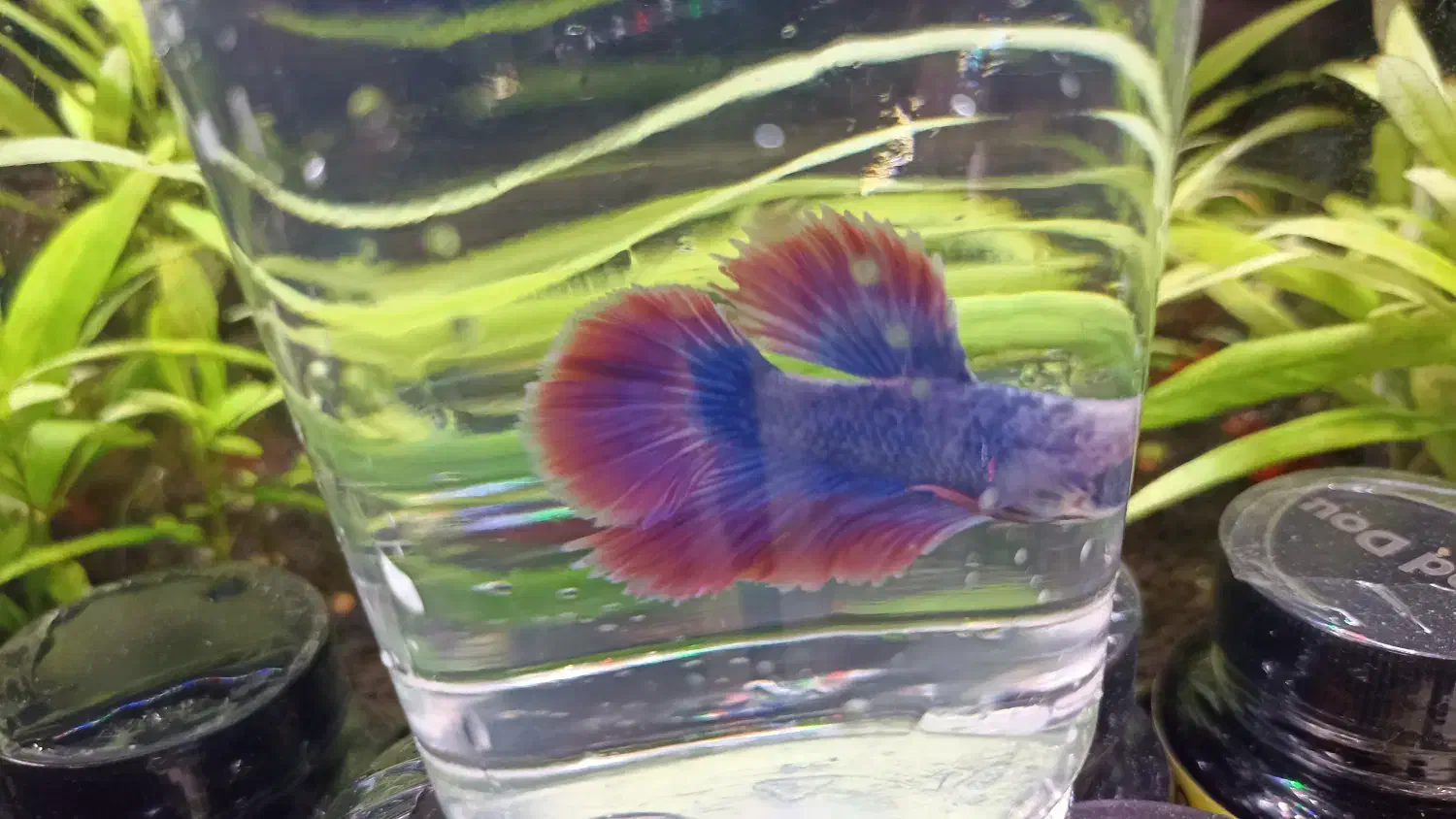 ماهی فایتر|ماهی|آستانه اشرفیه, |دیوار