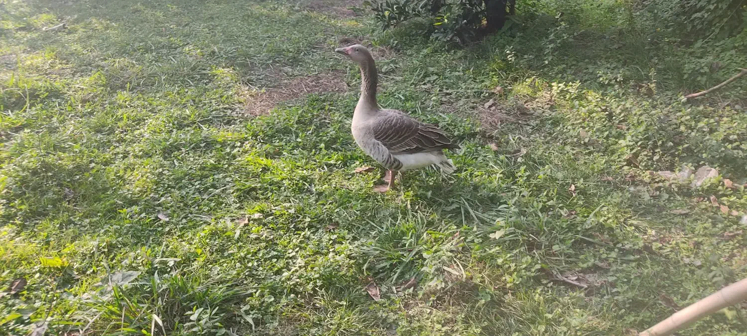 غاز نر|حیوانات مزرعه|فومن, |دیوار