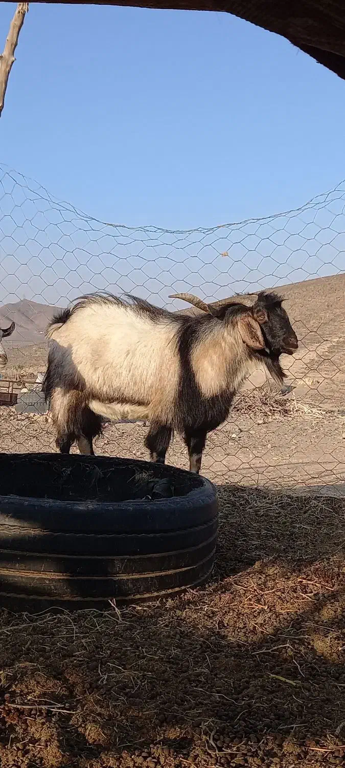 تکه آلپاین|حیوانات مزرعه|آیسک, |دیوار