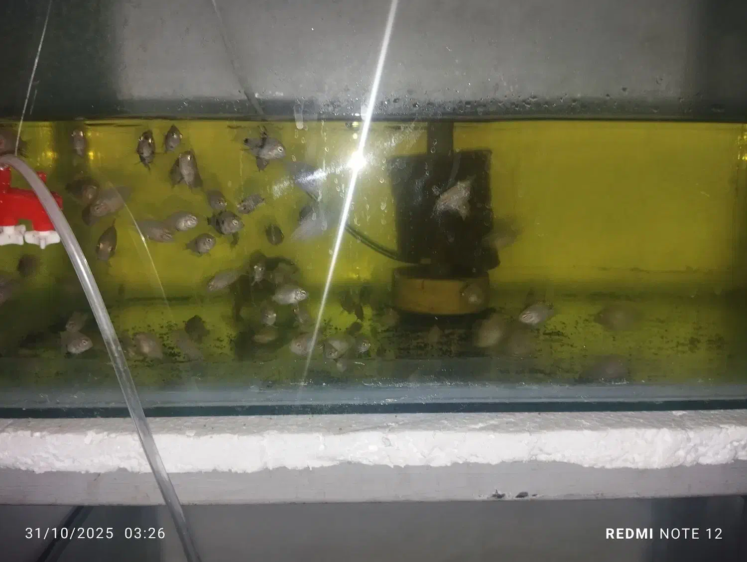 ماهیوآکواریوم باپاییه پرت پلارگوشت خواروگیاه خوار|ماهی|تهران, گرگان|دیوار