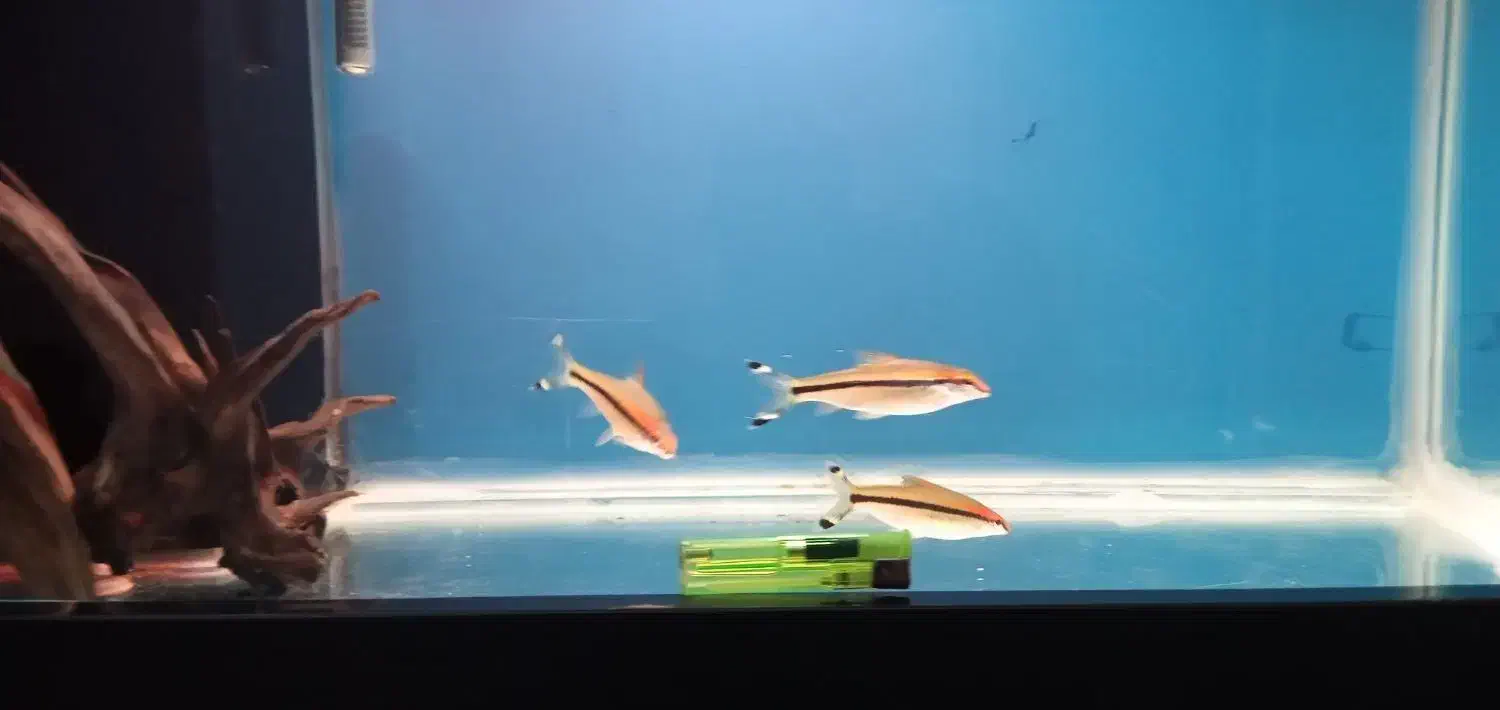 آروانا سیلور رد لاین|ماهی|رباطکریم, شهرک والفجر|دیوار