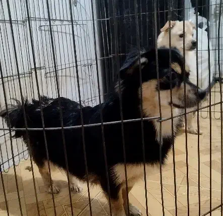 دوتا توله اشپیتز یکی نر یکی ماده|سگ|فردیس, شهرک ارم|دیوار