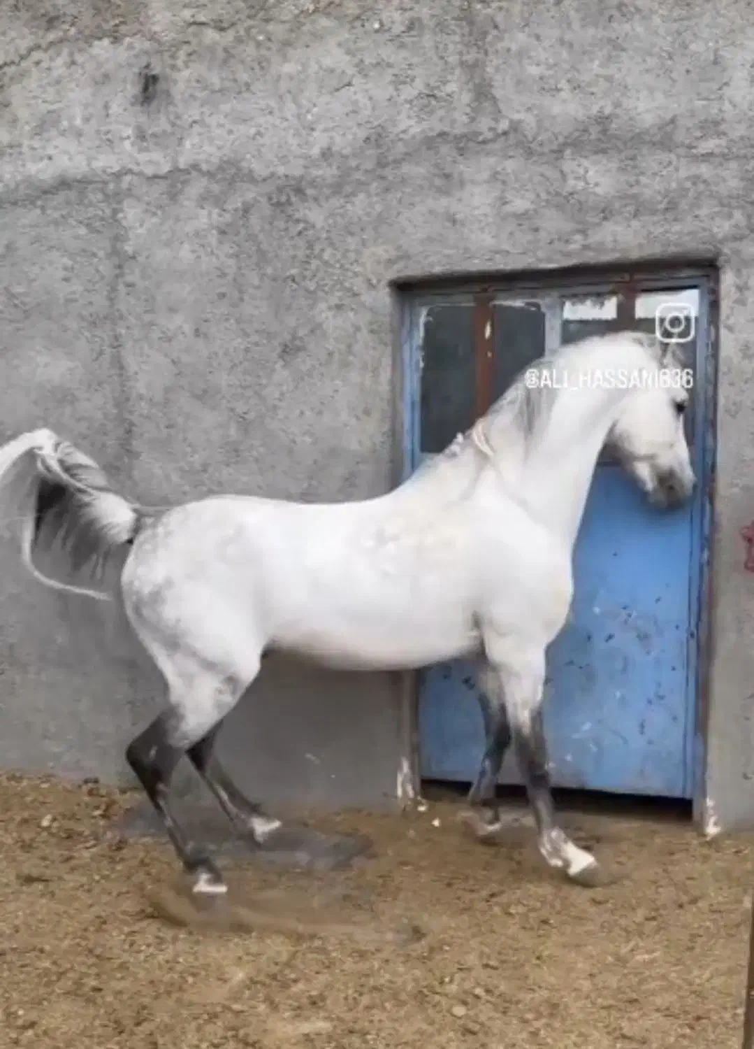 اسب کره جادو|اسب و تجهیزات اسبسواری|کرمان, |دیوار