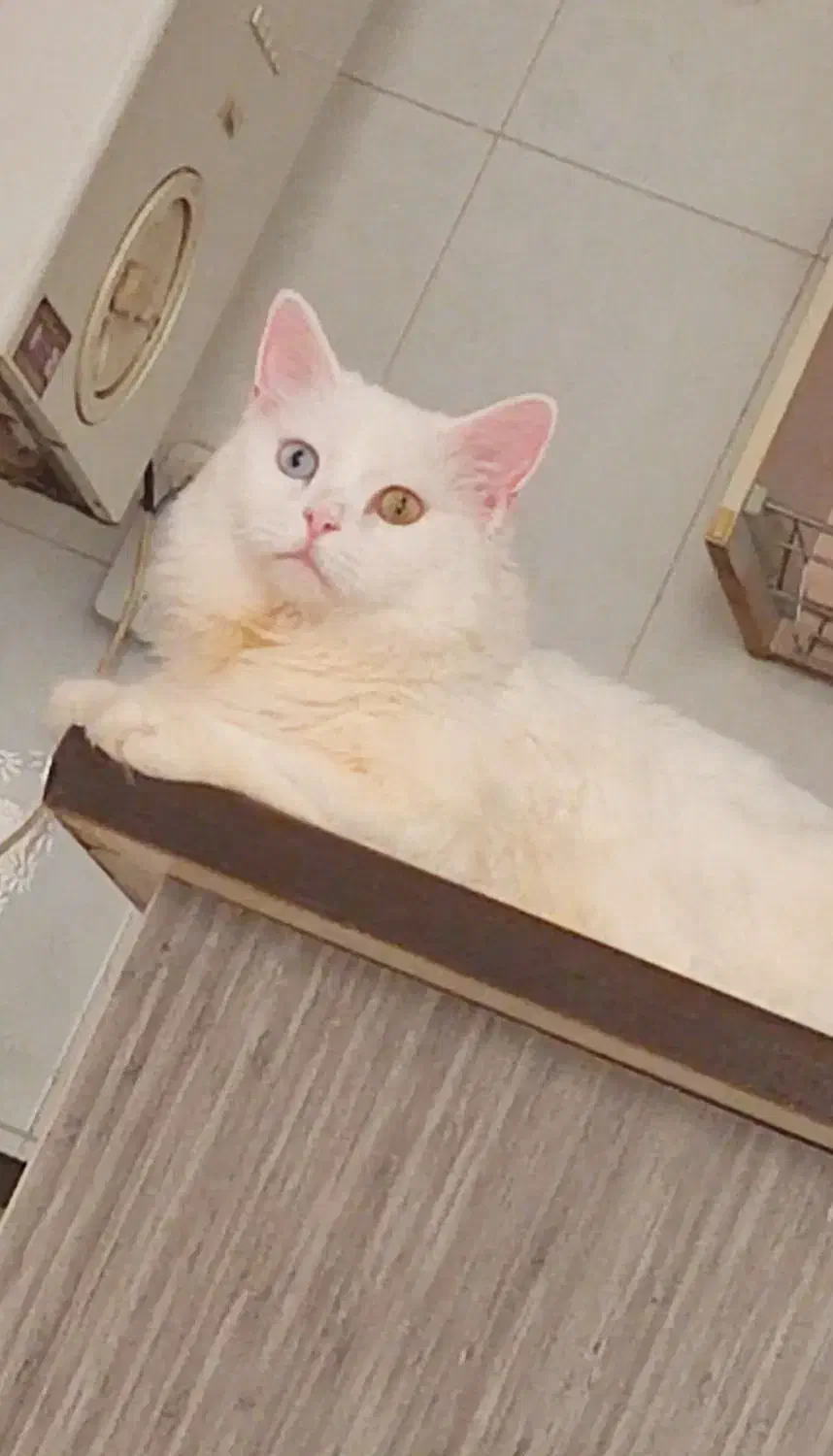 گربه نژاد اصیل|گربه|تهران, صادقیه|دیوار