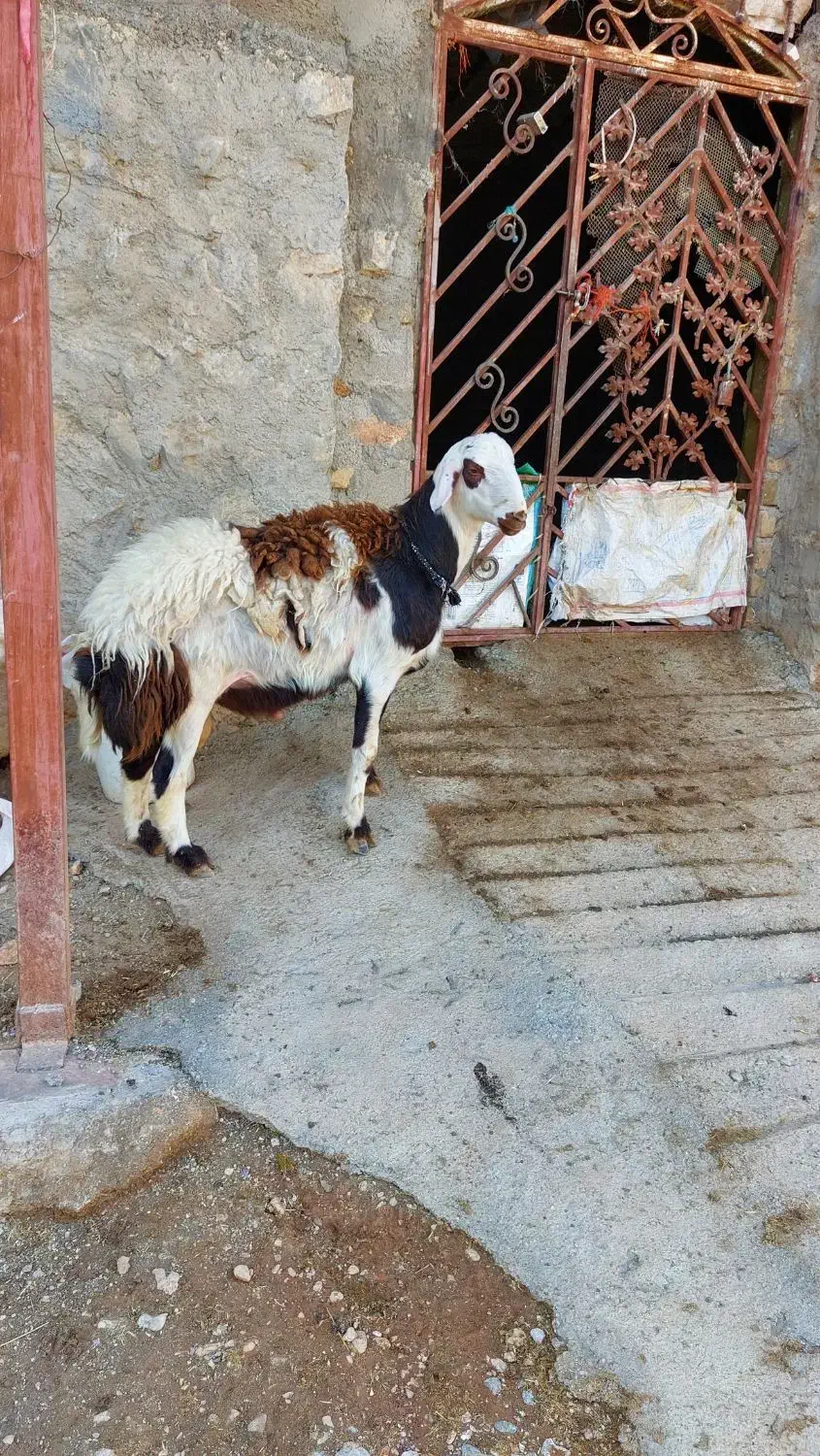 گوسفند. بره قوچ افشار|حیوانات مزرعه|بیرانوند, |دیوار