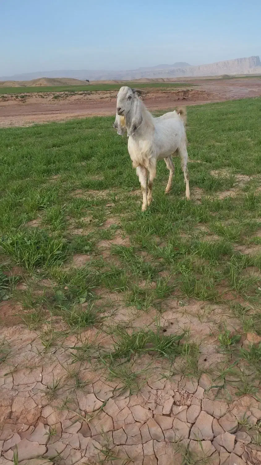 نر بز افغانی|حیوانات مزرعه|شوشتر, |دیوار