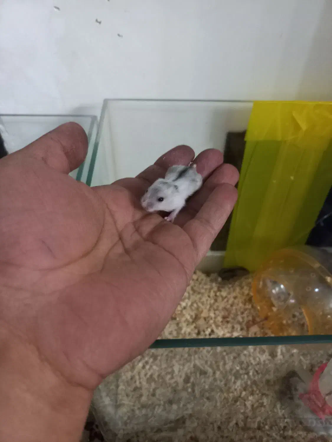 همستر وینتر وایت و کمپل|موش و خرگوش|تهران, مشیریه|دیوار