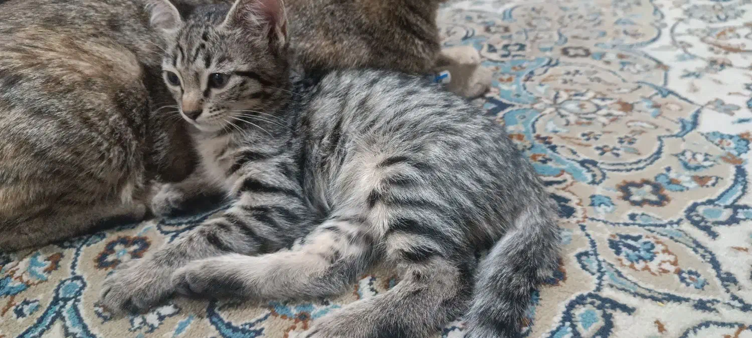 واگذاری بچه گربه دو ماهه|گربه|تهران, تهرانپارس غربی|دیوار