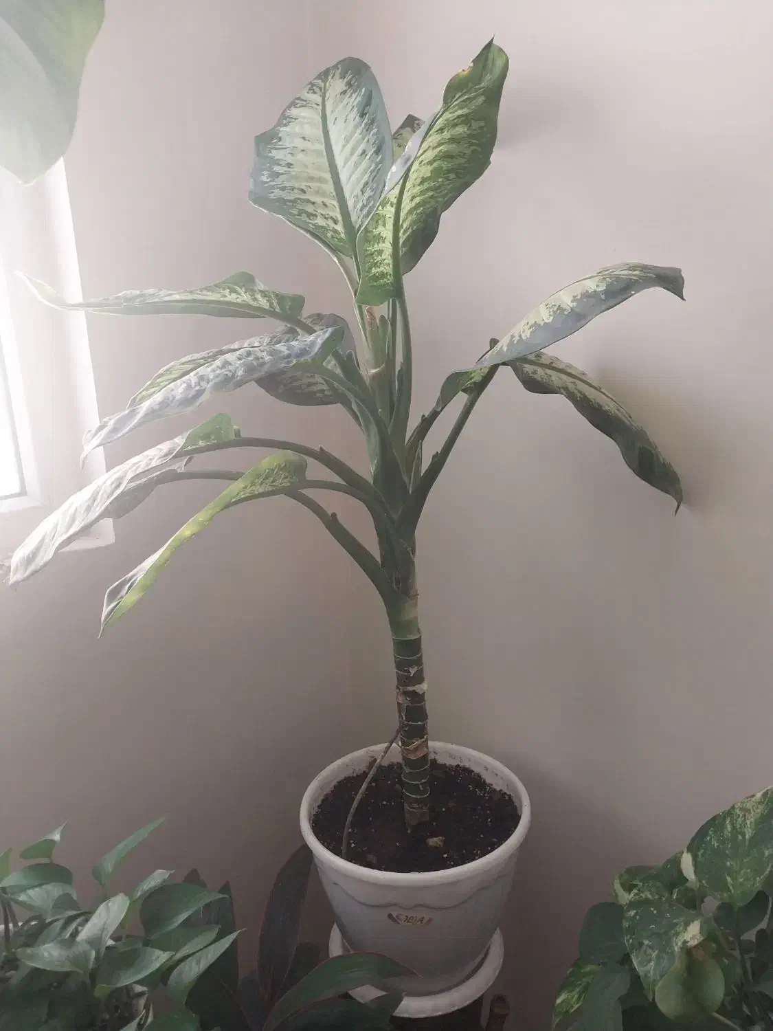 گل خانگی طبیعی|گل و گیاه طبیعی|فردیس, منظریه|دیوار