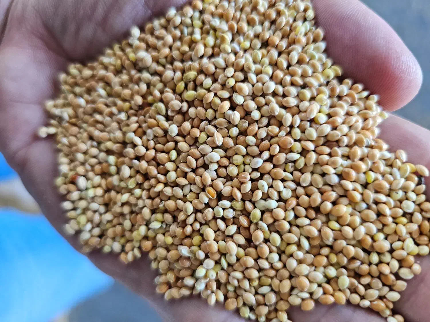 ارزن مرغوب روسی برای تغذیه پرندگان|لوازم جانبی حیوانات|آستارا, |دیوار