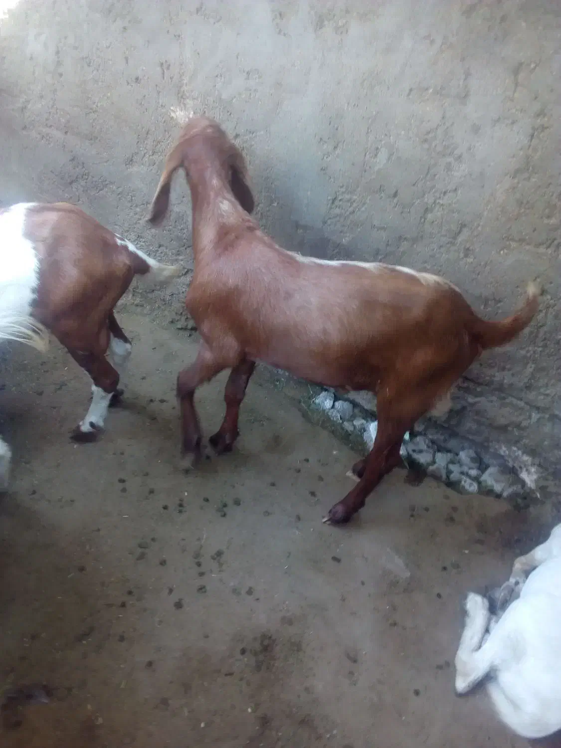 کهره و بره|حیوانات مزرعه|بندرعباس, |دیوار