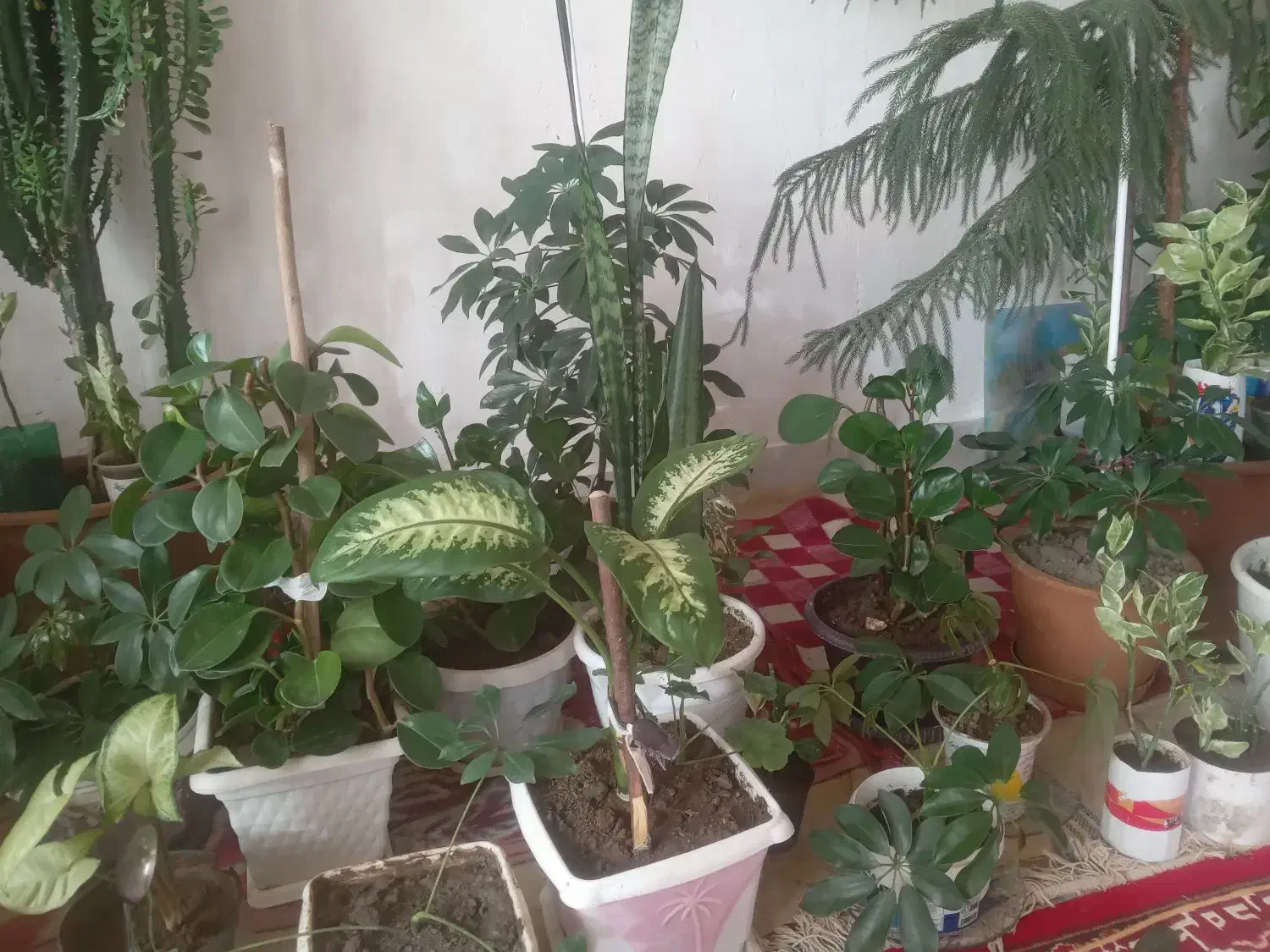 گل   خانگی|گل و گیاه طبیعی|مراغه, |دیوار