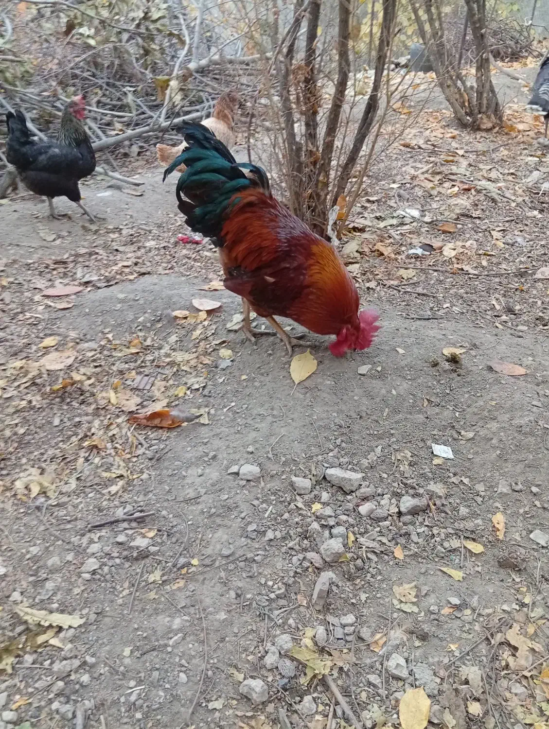 خروس محلی ، مرغ ، اردک|حیوانات مزرعه|چناران, |دیوار