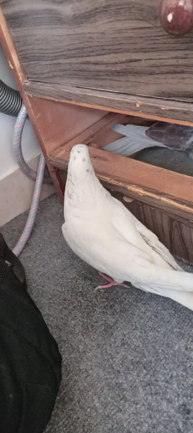 کفتر|پرنده|همدان, |دیوار