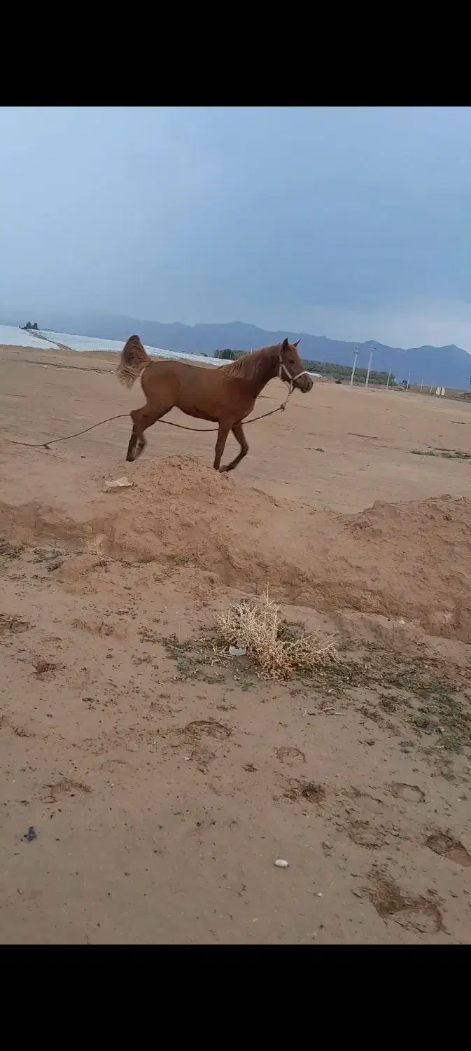 مادیان|حیوانات مزرعه|وحدتیه, |دیوار