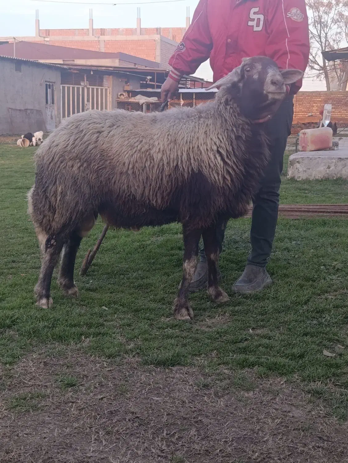 قوچ|حیوانات مزرعه|آق قلا, |دیوار