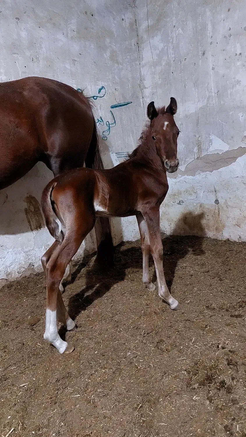 فروش اسب عرب خالص|اسب و تجهیزات اسب‌سواری|رامشیر, |دیوار