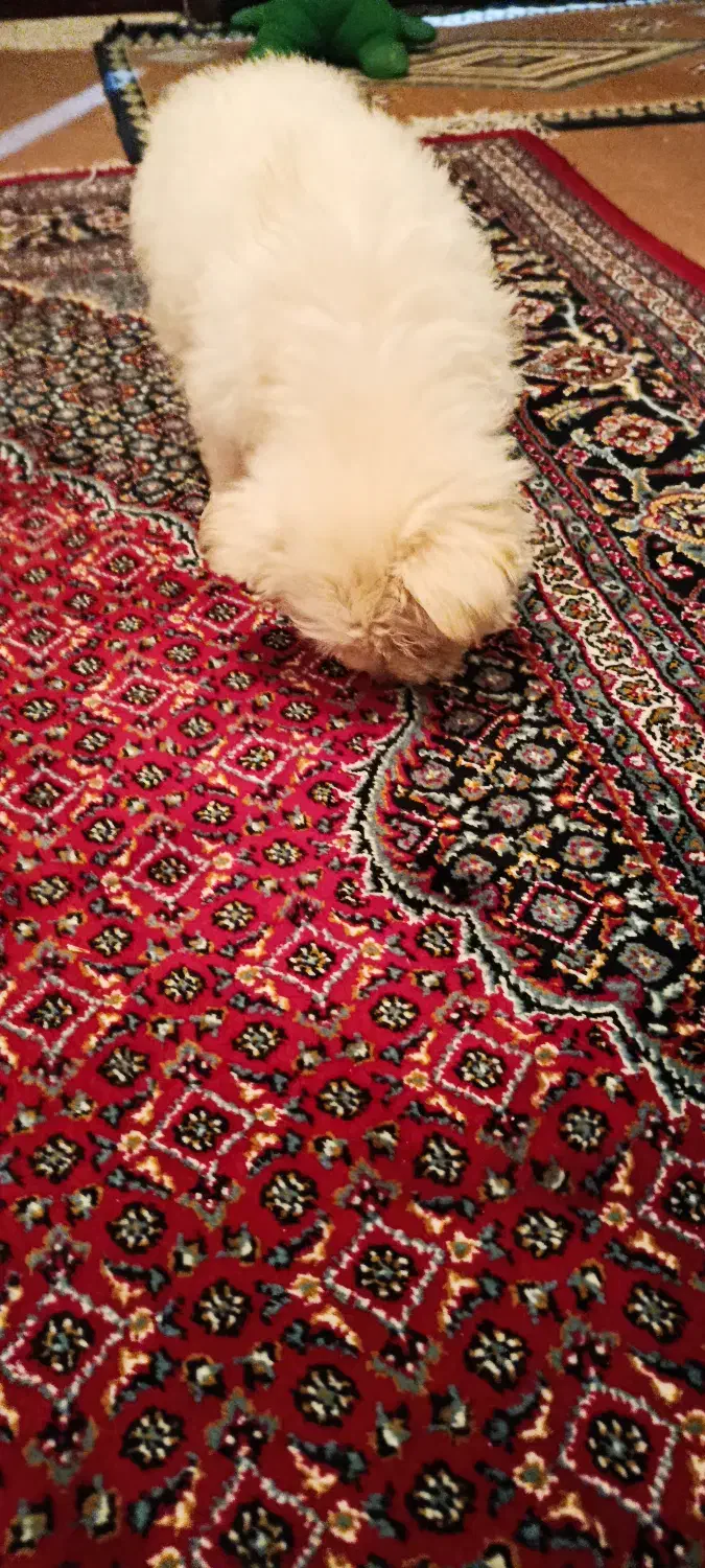 سگ پاکوتاه|سگ|ارومیه, |دیوار