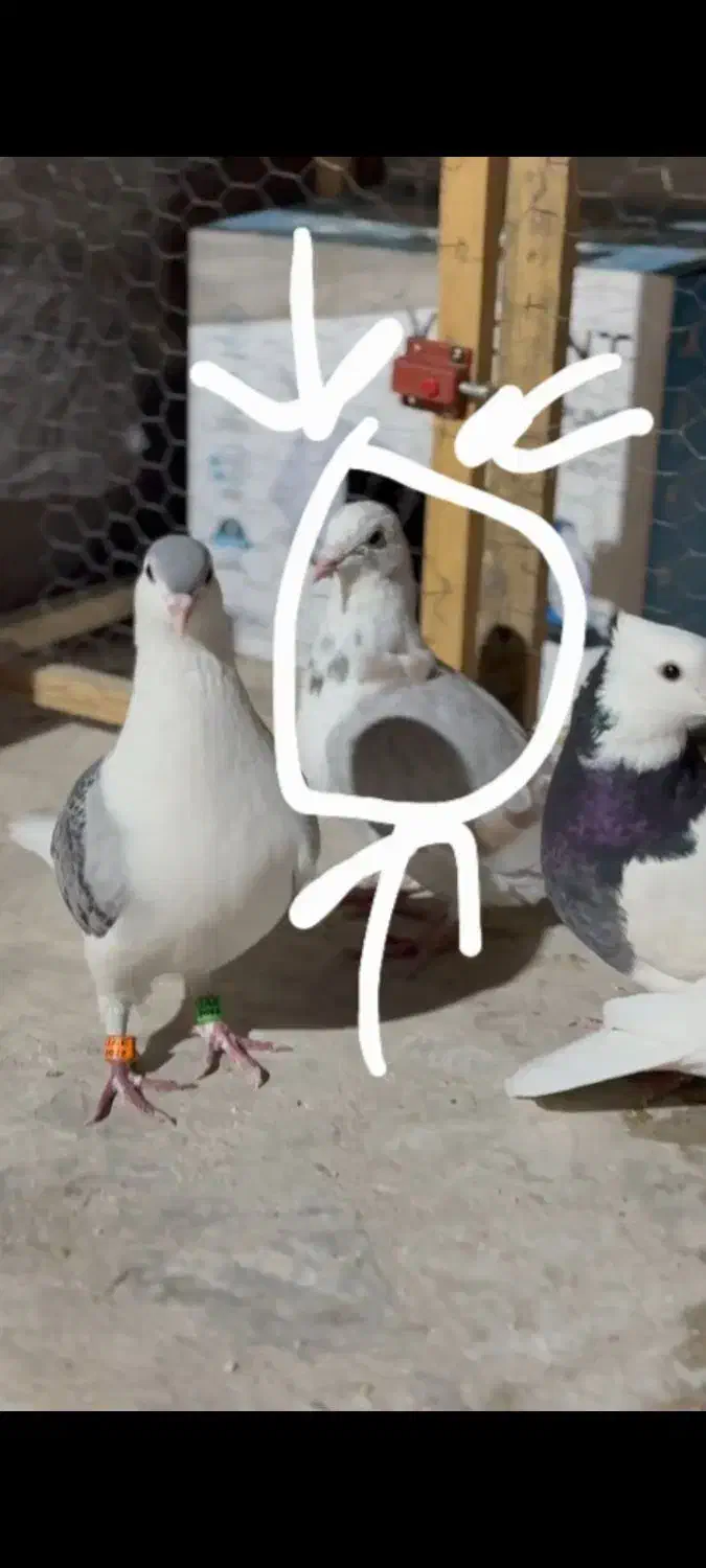 کفتر تک|پرنده|مشهد, موسوی قوچانی|دیوار